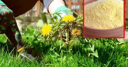 Naturalny środek na chwasty. Zadziała, jeśli rozsypiesz go już teraz