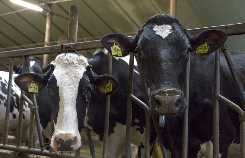 Mleczarnie pod groźbą kary mogą nawet przymusić dostawcę do wydania całego wyprodukowanego mleka.