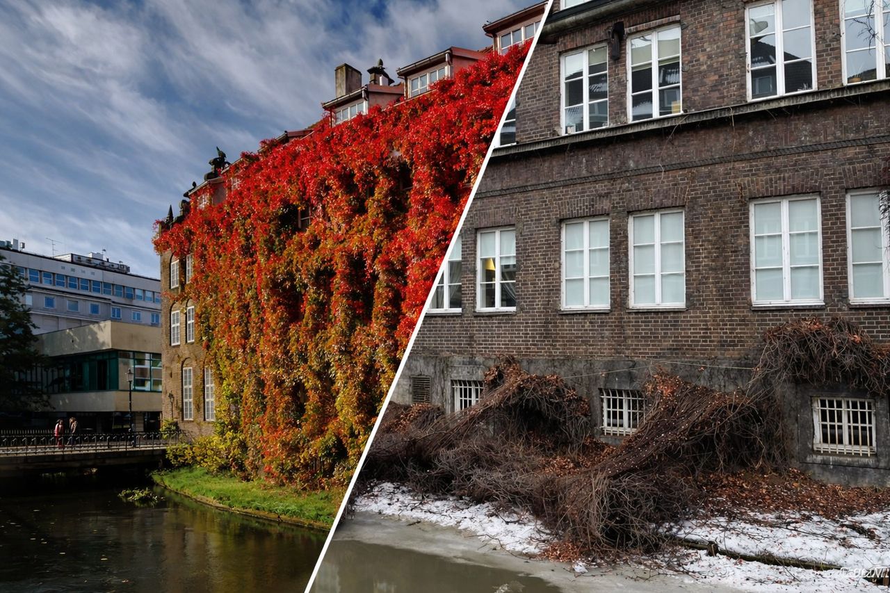 Niezwykłe miejsce w Gdańsku straciło swój czar. Turyści będą zrozpaczeni