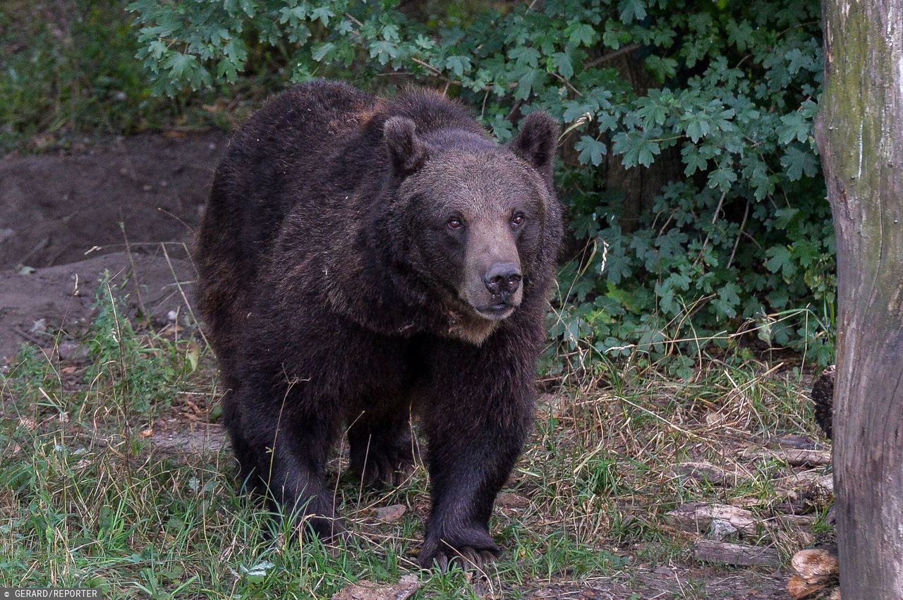 Niedźwiedzie nie tylko w Bieszczadach i Tatrach. Tego nigdy nie rób