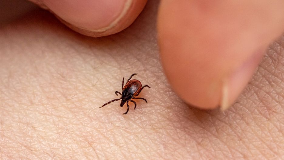 Ugryzienie kleszcza może być niebezpieczne