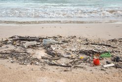 Mielno ma problem. Śmieci na plażach przyciągają dziki
