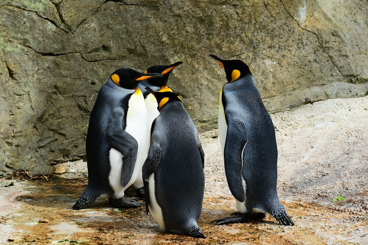 Mówią, że Linux ma już 3% rynku. Czy chcecie Linuksa w bazie dobrychprogramów? #sonda
