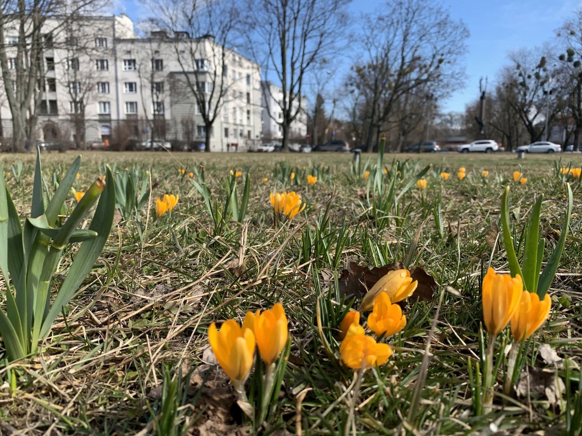 Pierwsze oznaki prawdziwej wiosny