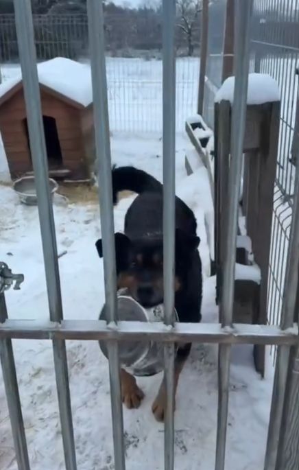 Fundacja Judyta apeluje o pomoc dla psów