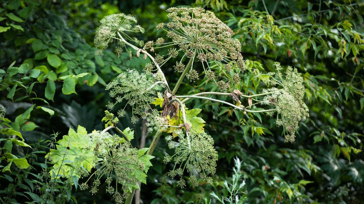 Barszcz Sosnowskiego