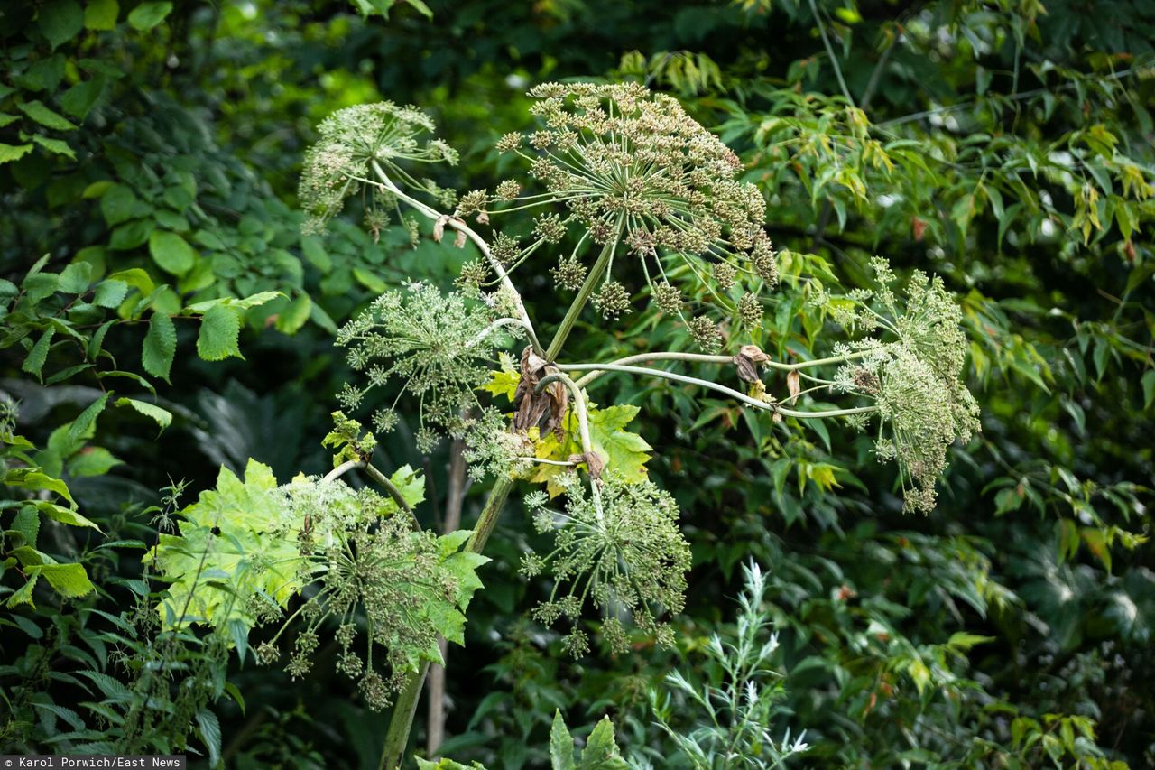 Sosnowsky's Hogweed