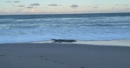 Nagle wyszedł z wody. Zwykły spacer po plaży na Florydzie zamienił się w koszmar