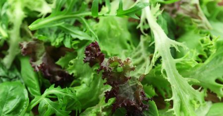Salmonella w rukoli. Biedronka, Lidl i Selgros wycofują produkty. Odbiorcą był także McDonald's