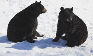 Niedźwiedzie mogą mieć problem ze snem zimowym. Chodzi o dwa "zegary"
