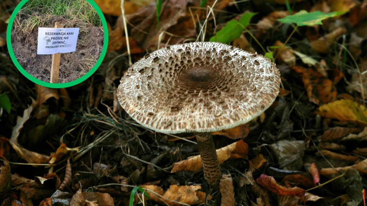 Pewien grzybiarz zostawił niecodzienną wiadomość