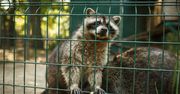 Dramat w zoo w Mikołajewie. Kup bilet, żeby uratować zwierzęta