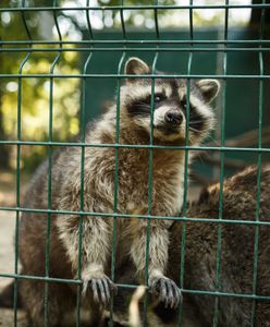 Dramat w zoo w Mikołajewie. Kup bilet, żeby uratować zwierzęta