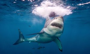 Wystarczy jeden gest. Ekspert mówi, jak uniknąć ataku rekina