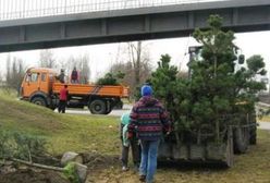 Sosnowiec. Miasto zapowiada nasadzenie setek nowych drzew i tłumaczy się z wycinki