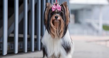 Biewer terrier. Mały pies o wielkim uroku, którego często myli się z yorkiem
