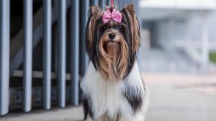 Biewer terrier. Mały pies o wielkim uroku, którego często myli się z yorkiem