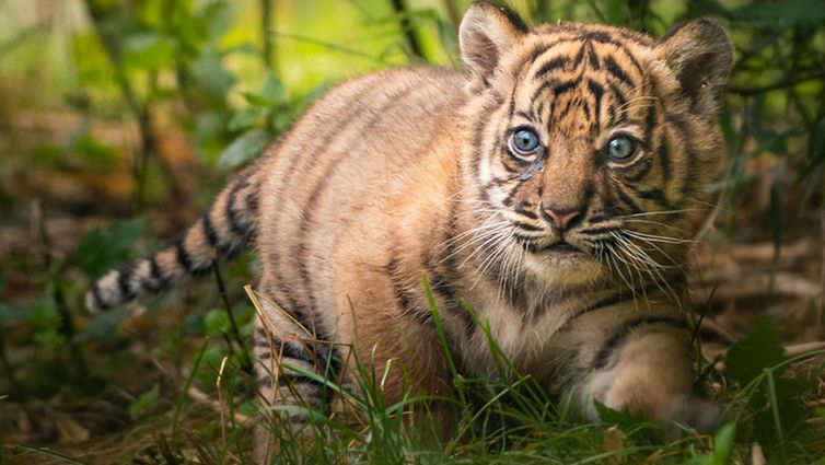 Wrocław. Mieszkańcy zadecydowali. Mała tygrysica z ZOO zyskała imię