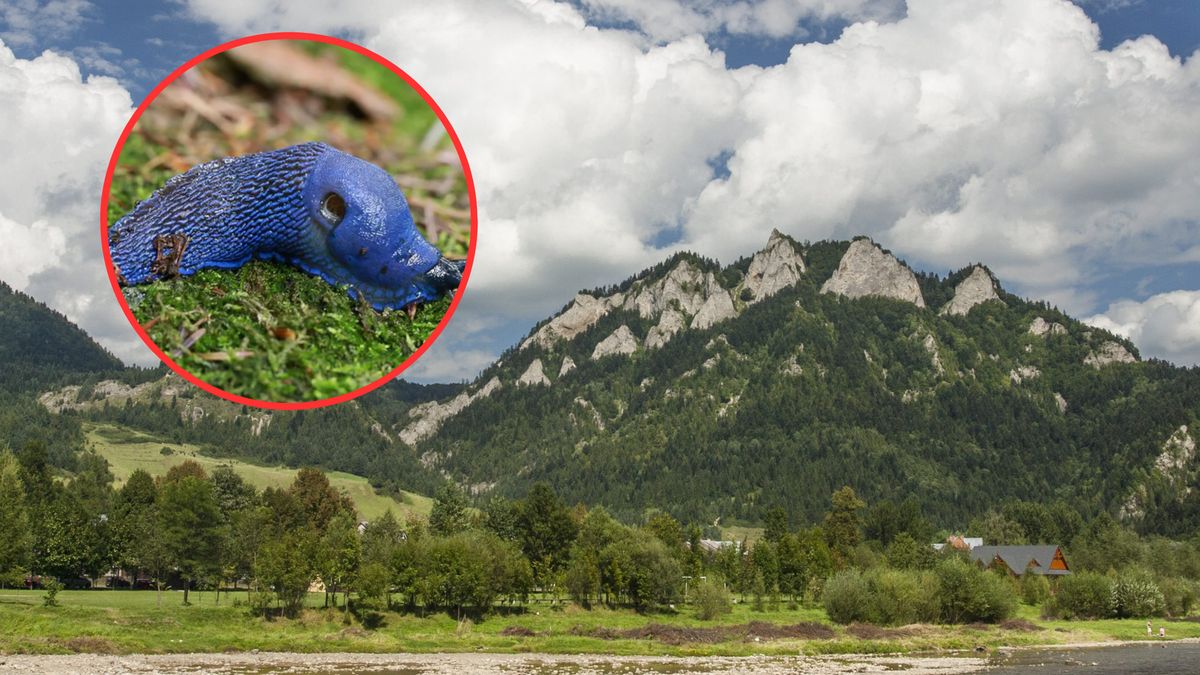 Pojawiły się w polskich górach