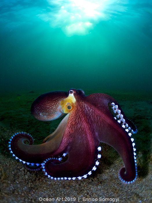 Tragiczny los przyrody na zdjęciach Ocean Art Photo Contest 5