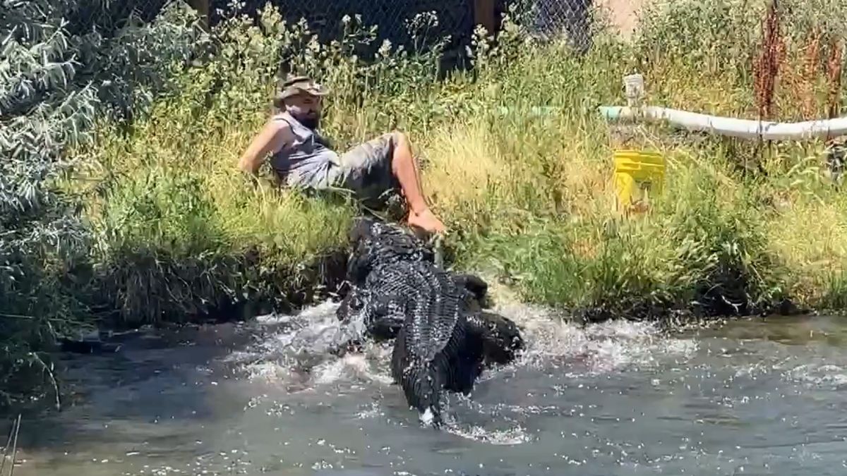 Niewiele brakowało, żeby karmienie aligatora zmieniło się w krwawe widowisko