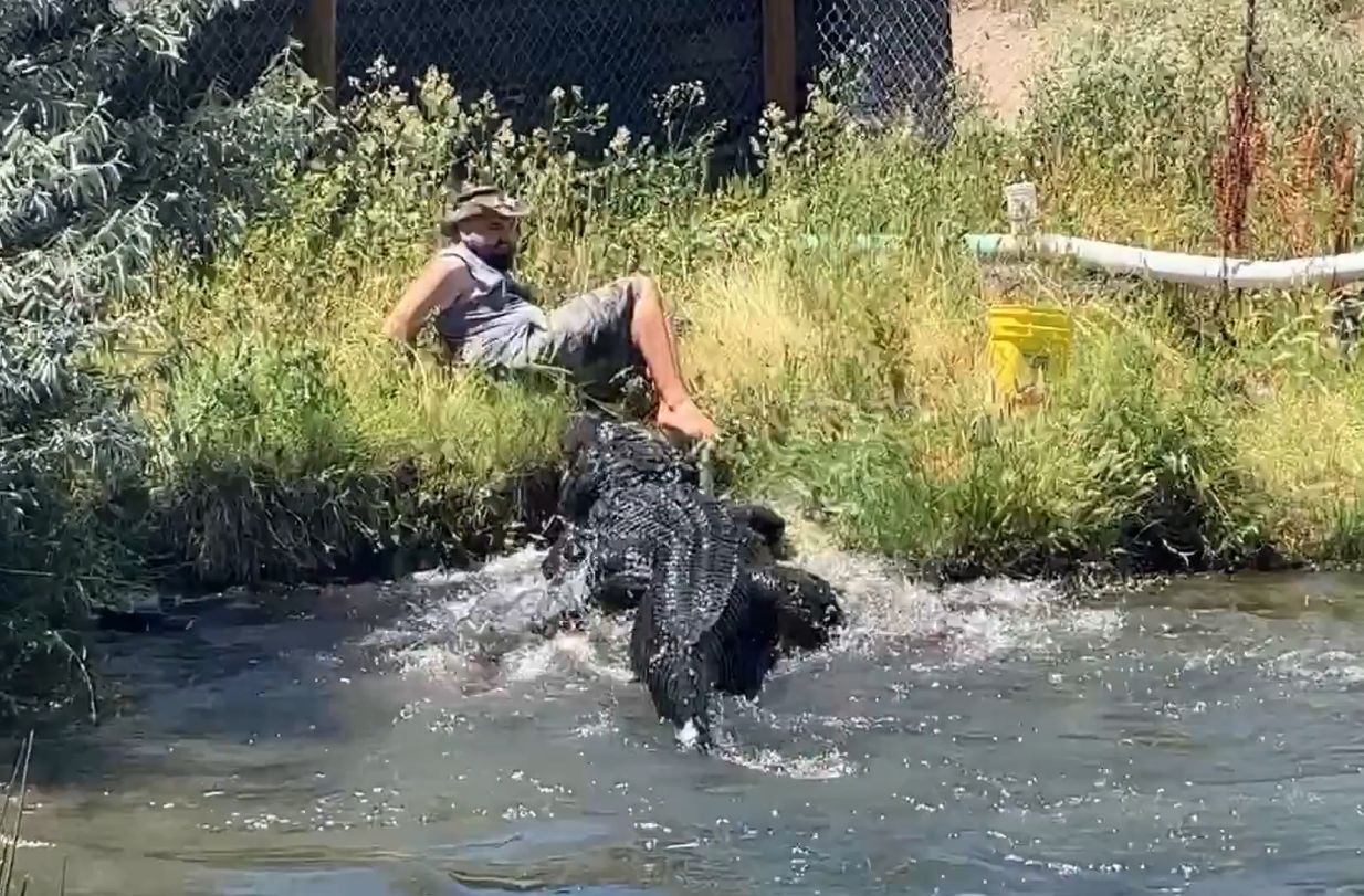USA: Cudem uniknął ataku. Ekspert od aligatorów niemal wpadł w paszczę jednego z nich