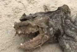Potwór na plaży. Sprawę bada policja w Karolinie Południowej