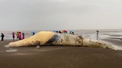 Truchło potężnego wieloryba na plaży. Makabryczne odkrycie rybaków