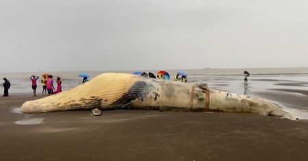 Truchło potężnego wieloryba na plaży. Makabryczne odkrycie rybaków