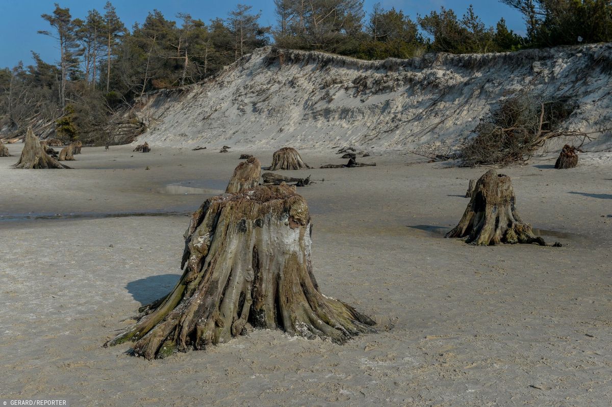 Plaża w Rowach. W 2016 roku marcowy sztorm odsłonił pozostałości po dębowej puszczy, która rosła na tym terenie kilka tysięcy lat temu.