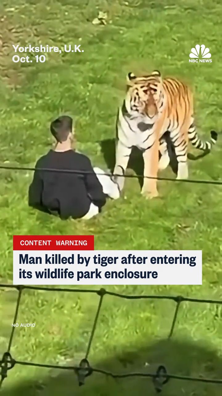 Atak tygrysa na mężczyznę w brytyjskim zoo