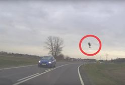 Sarna przeleciała w powietrzu kilka metrów. Wypadek pod Lublinem