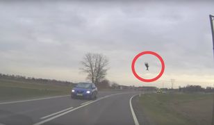 Sarna przeleciała w powietrzu kilka metrów. Wypadek pod Lublinem