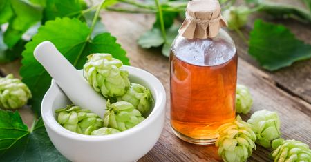 Nalewka z szyszek chmielu – na co pomoże?