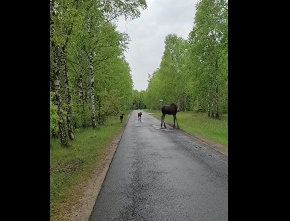 "W maju las zamienia się w wielkie przedszkole". Pokazali wideo