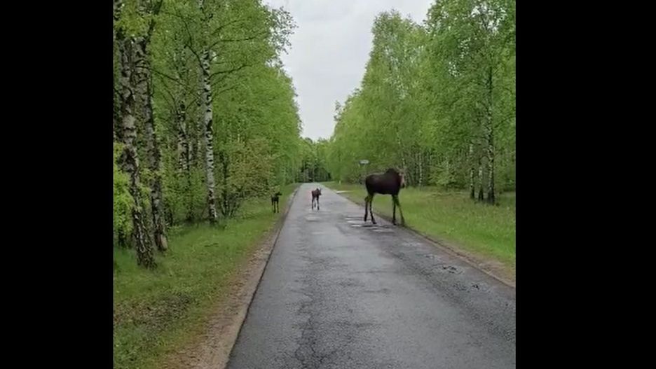 Regionalna Dyrekcja Lasów Państwowych w Toruniu