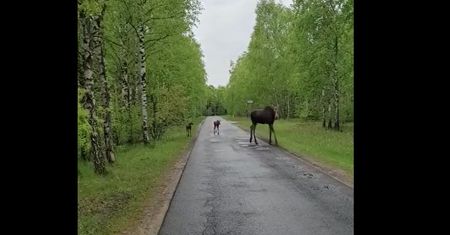 "W maju las zamienia się w wielkie przedszkole". Pokazali wideo