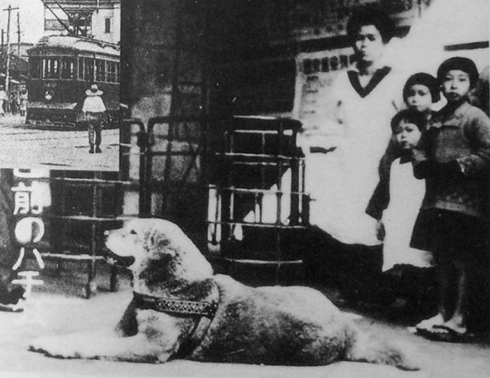 Rzadkie zdjęcia psa Hachiko, który czekał na swojego pana aż do śmierci 3