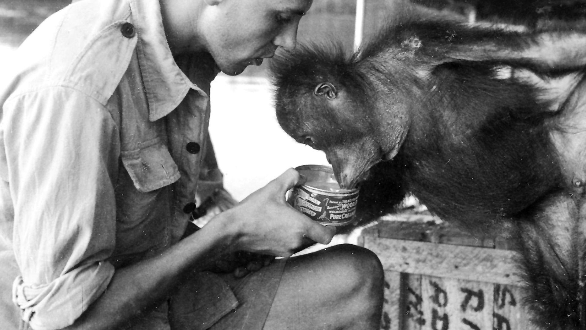 Strach, nieufność, przyjaźń - jak spotkałem orangutana Charliego