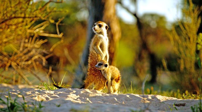Kalahari, twarde prawo pustyni