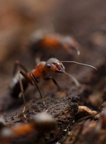 Climate crisis threatens the lives of ants: Experts warn of dire consequences