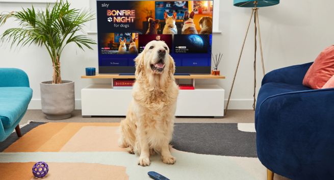 Znana platforma cyfrowa uruchomi kanał dla psów