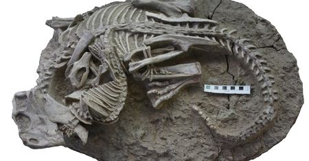 Walczył z dinozaurem. Naukowcom oczy wyszły z orbit jak to zobaczyli