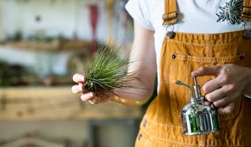 Oplątwa. Roślinny ekscentryk, obok którego nikt nie przejdzie obojętnie
