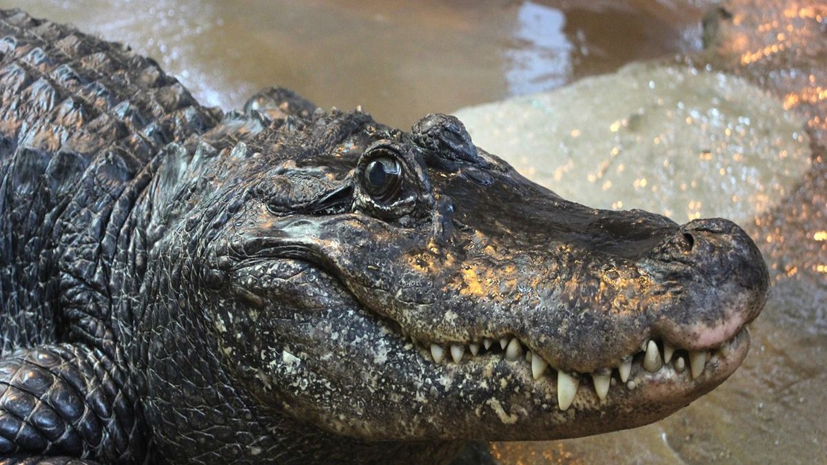 Aligatorzyca kończy 95 lat.