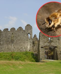 Pszczoły zamknęły zamek. Są nadaktywne