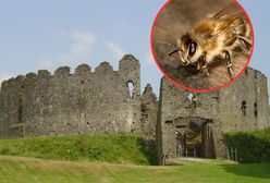 Pszczoły zamknęły zamek. Są nadaktywne