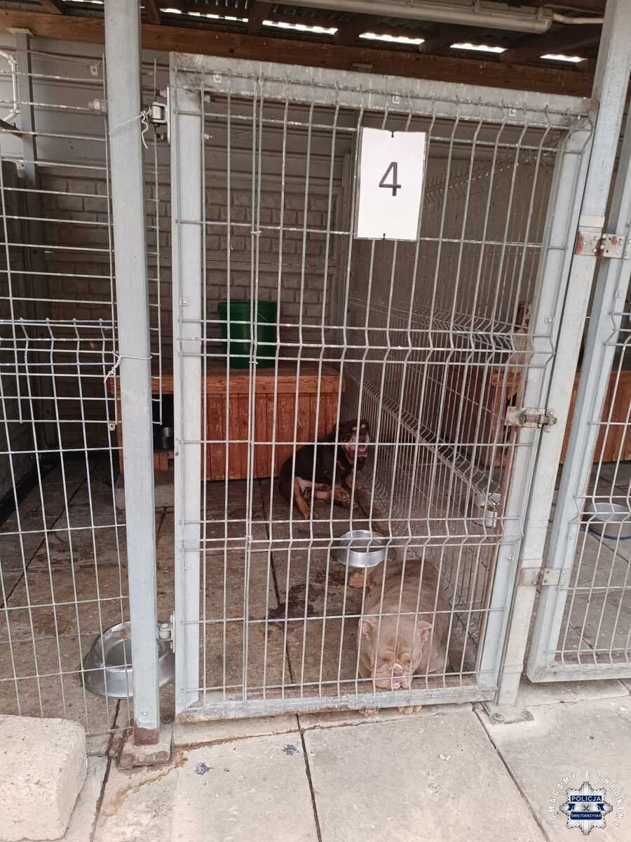 Nielegalna hodowla psów