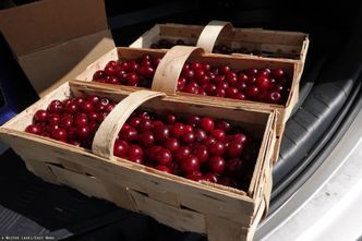 Wiśnie nie trafią do sklepów, ale zostaną na drzewach? "Pracownik jest potwornie drogi"