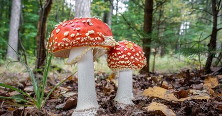 Muchomorów nie trzeba omijać szerokim łukiem. Leśnicy tłumaczą, dlaczego